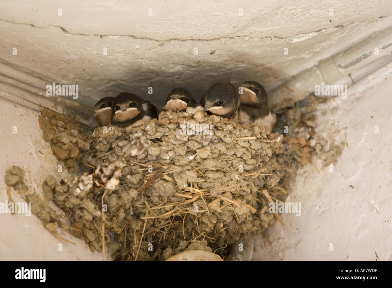 Junge Schwalben, Hirundo Rustica, warten auf Eltern mit Essen, nisten über Glühbirne, Veneto, Italien Stockfoto