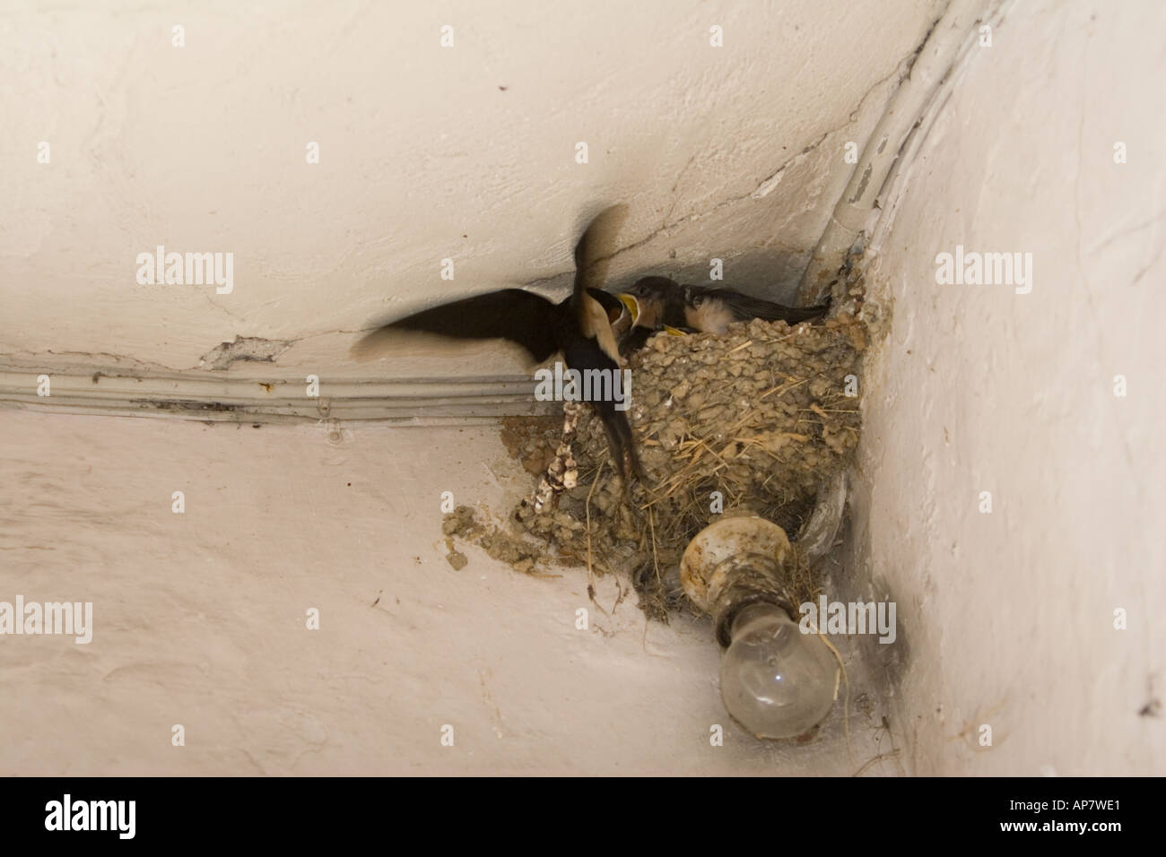 Schlucken Sie im Flug Fütterung junger Verschachtelung über Glühbirne, Italien Stockfoto