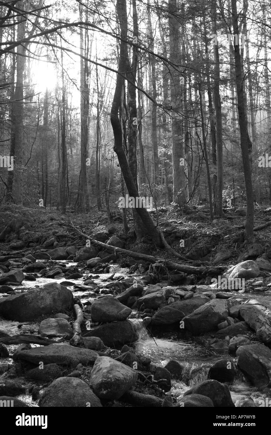 Wald in Great Smoky Mountains Nationalpark Tennessee in der Nähe von Appalachian Trail p Schlüsselwörter Wald schwarz-weiß verzauberten Wald Stockfoto