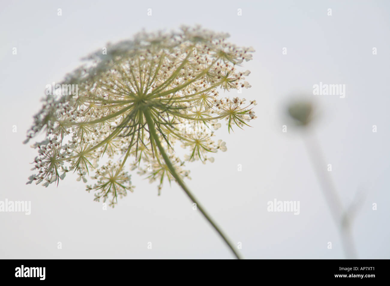 Queen Anne s Spitze Daucus Carota Stockfoto 169 1404 Queen Anne s Spitze Schlüsselwörter Queen Anne Lace Daucus Carota Blume Blüte Pra Stockfoto