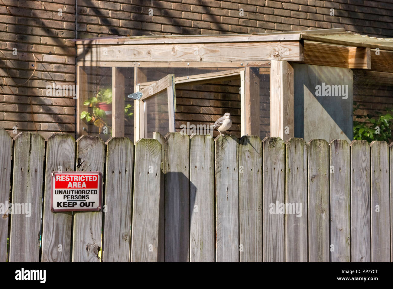 Ein kleiner Vogel sitzt auf einem Zaun vor eine schlanke Gewächshaus Stockfoto