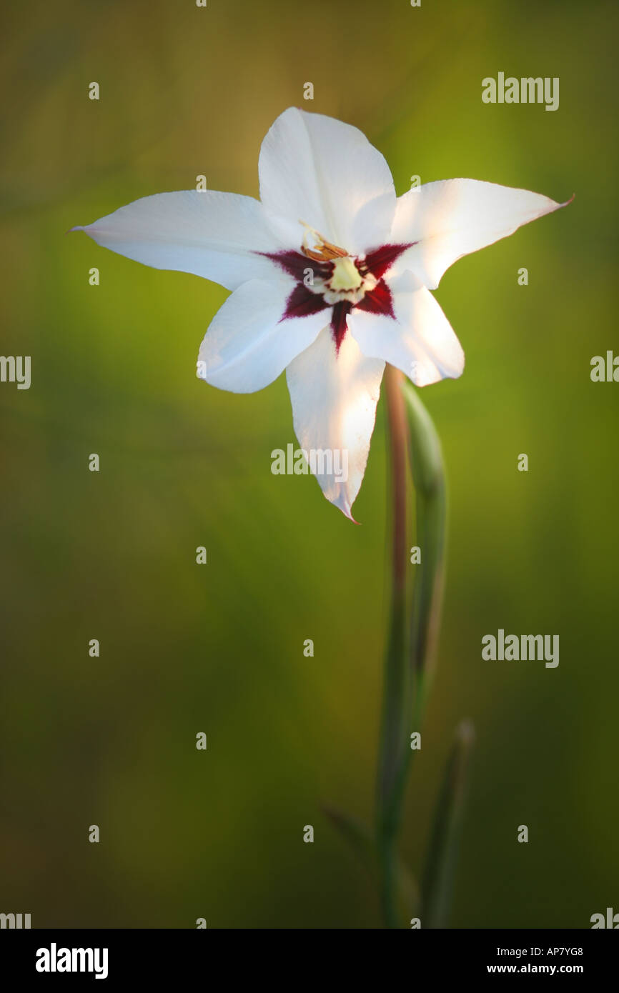 Peacocok Orchidee Acidanthera bicolor Iridaceae Canon 300mm f4 Schlüsselwörter Pfau Orchidee Orchideen blühen Blumen Zier wildflowe Stockfoto