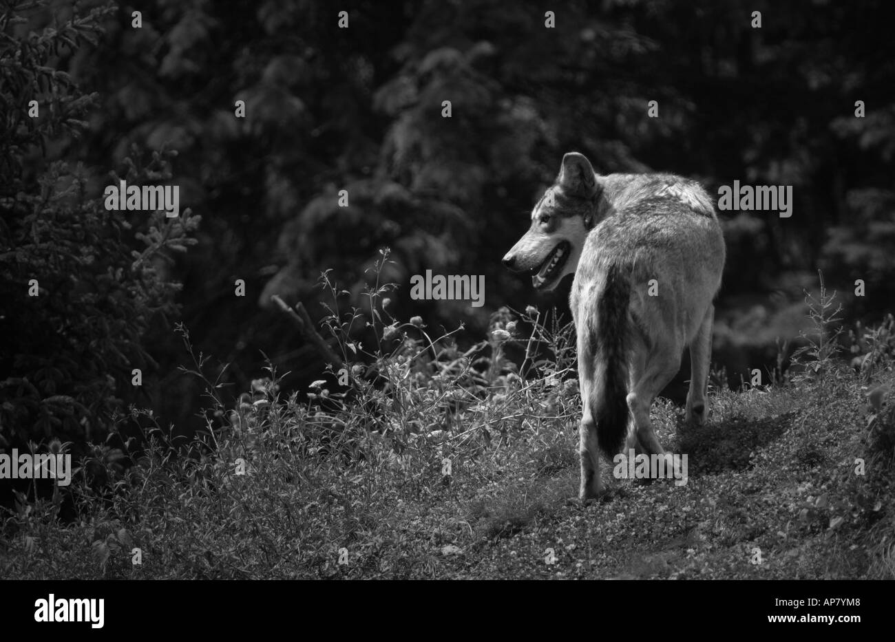 mexikanische Grey wolf p Schlüsselwörter mexikanischen grauen Wolf Wölfe Eckzahn Säugetier Raubtier wilde Tierwelt Fauna grauen Wolf Werwolf Gefahr dange Stockfoto