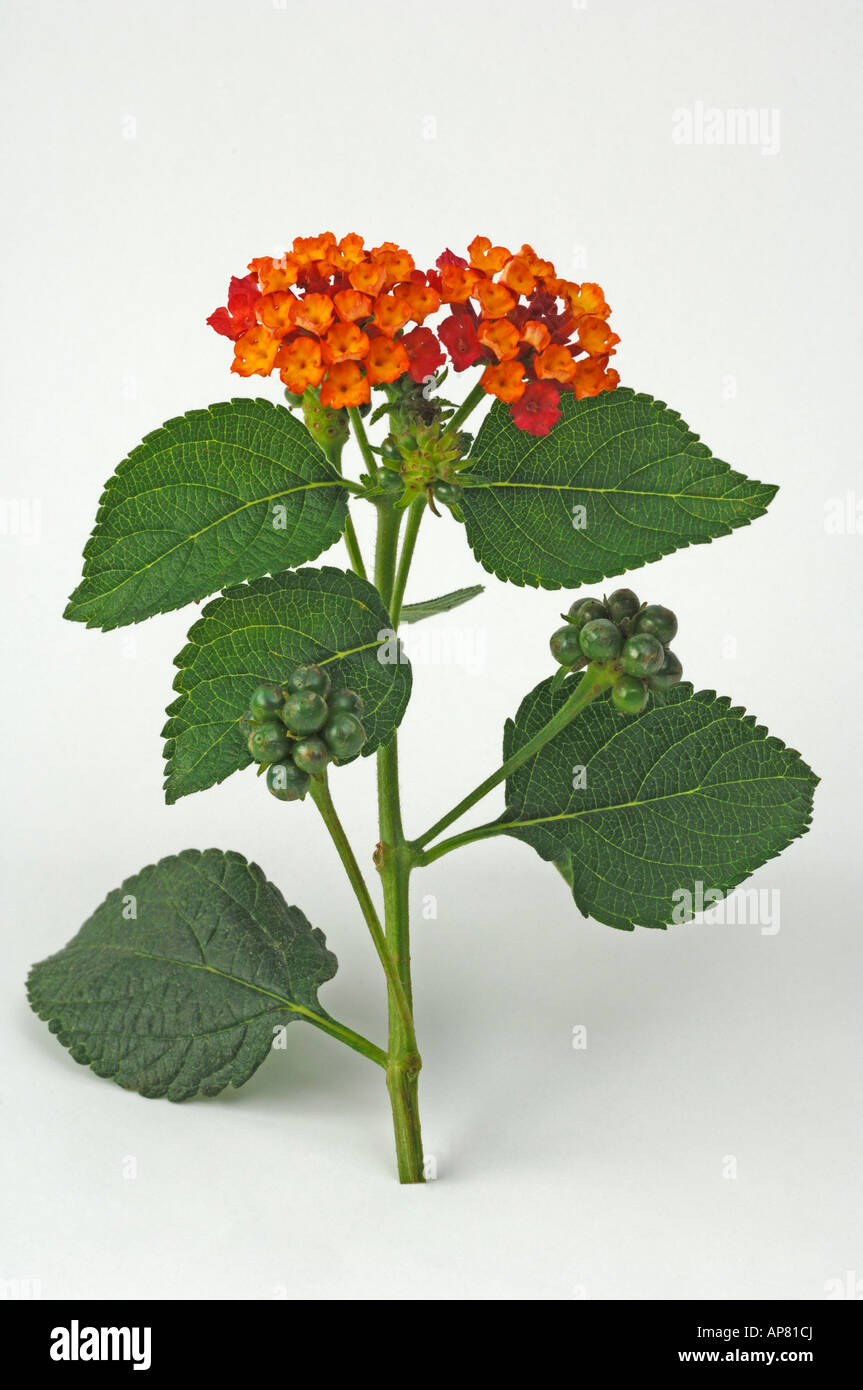 Wandelröschen (Lantana Camara), Stamm, Studio Bild Blüte Stockfoto