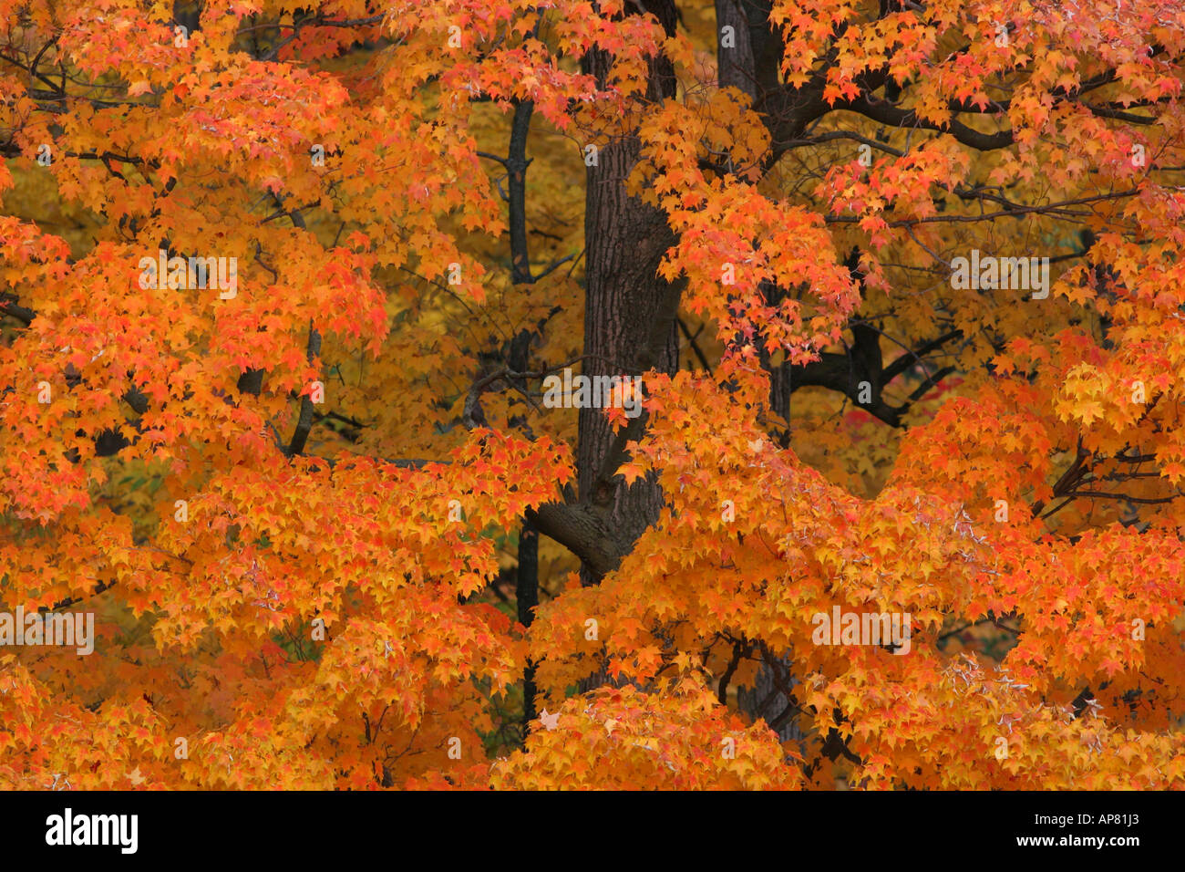 Ahornbäume im feurigen Herbst Farben nördlichen Illinois p Schlüsselwörter Ahorn Baum Herbst fallen Farbe Farbe Ahorn rot orange gelb leav Stockfoto