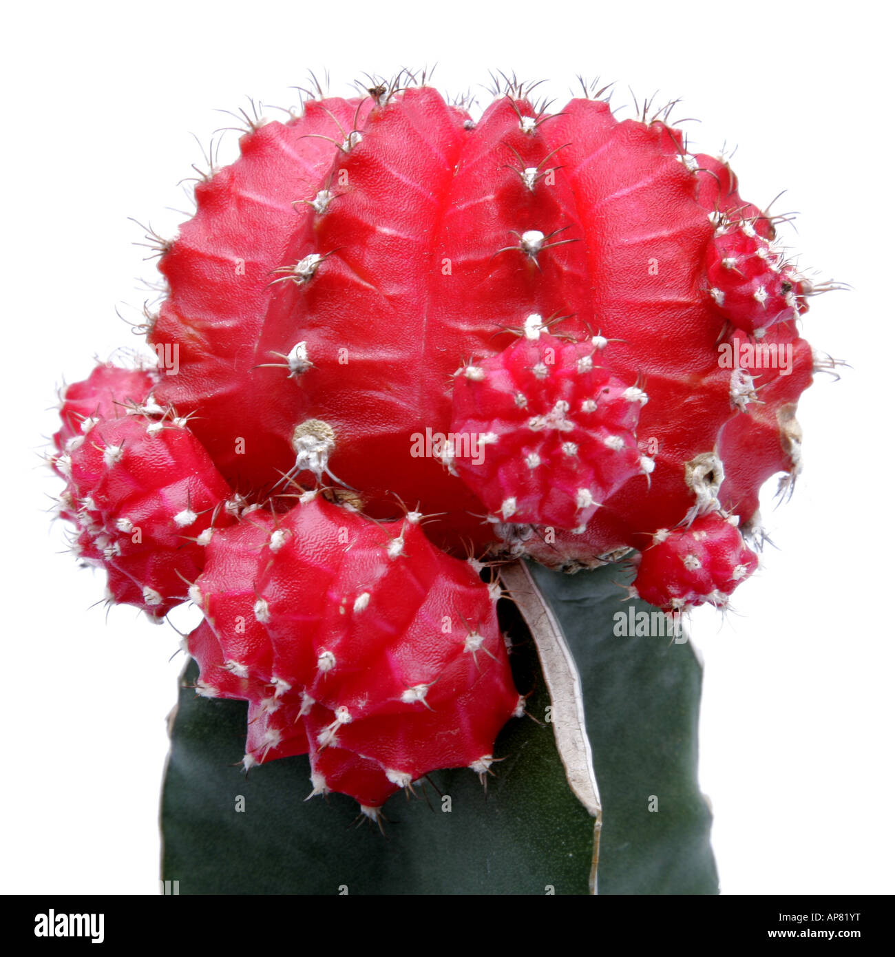 Erdbeere Cactus rot Kopf Gymnocalycium Mihanovichii var Friedrichii F.  Rubra Sorte ohne Cholorphyll aufgeprgt Stockfotografie - Alamy