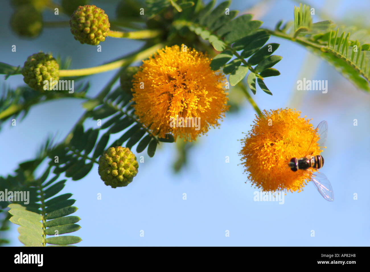 Winter, Süße Akazie Acacia Farnesiana Cumberland Insel Küstenschutzgebiet Südgeorgien p Schlüsselwörter Süße Akazie Mimosen blühen Stockfoto
