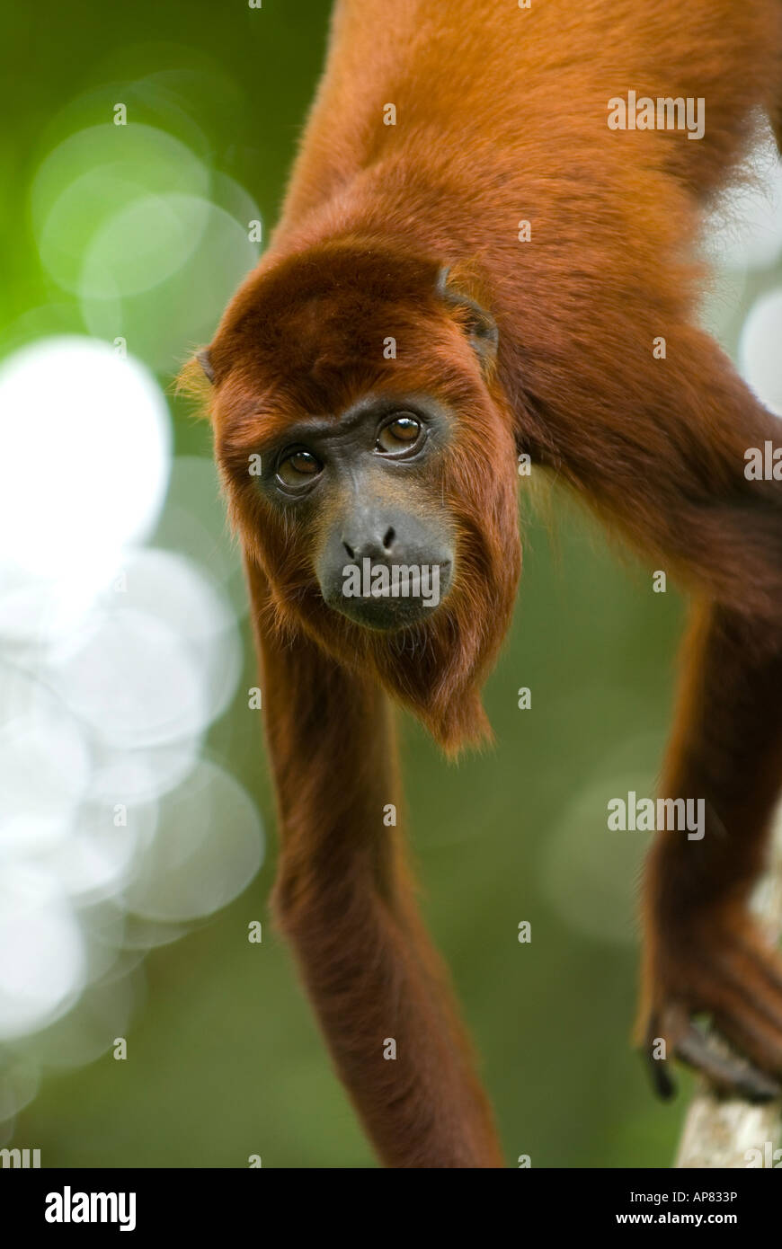 ROTE BRÜLLAFFEN Alouatta Seniculus gefangen Stockfoto