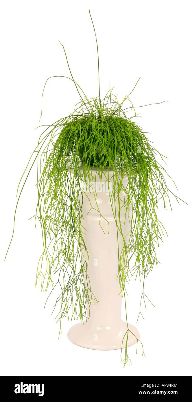 leichtlinii monstera Monstera Leichtlinii – ruuds main image 0