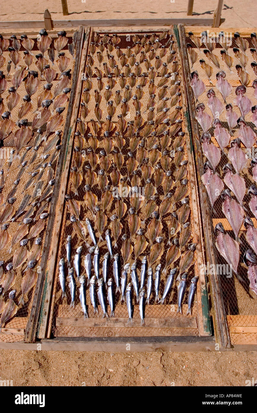 Fische, die Trocknung bei Nazare Strand Portugal Stockfoto