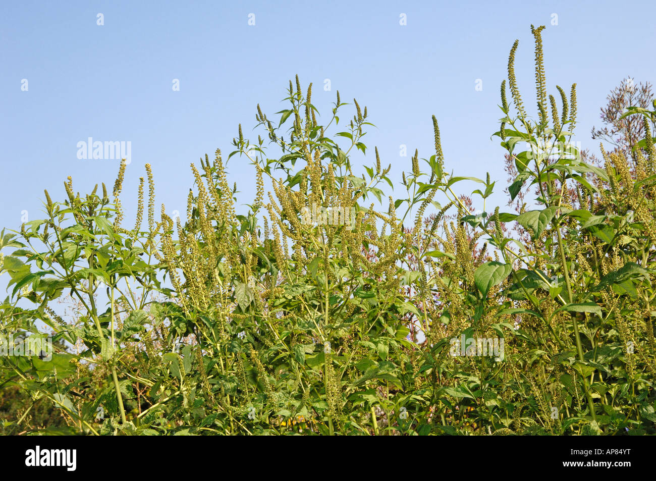 Giant Ragweed (Ambrosia Trifida), Blüte Stockfoto