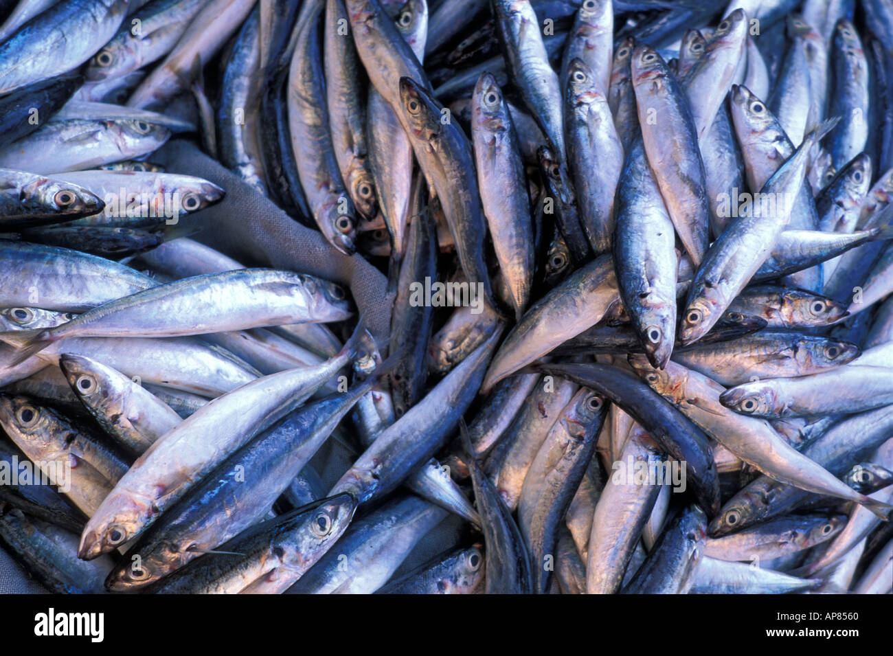Silberfarbene Fisch einen Fischer-s-Haken Hoi An Vietnam Stockfoto