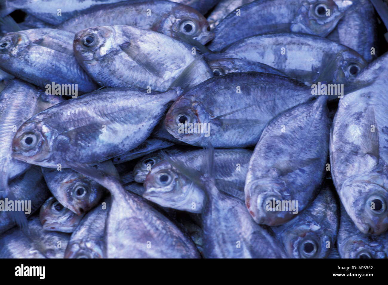 Blau silberne farbigen Fischen einen Fischer-s-Haken Hoi An Vietnam Stockfoto