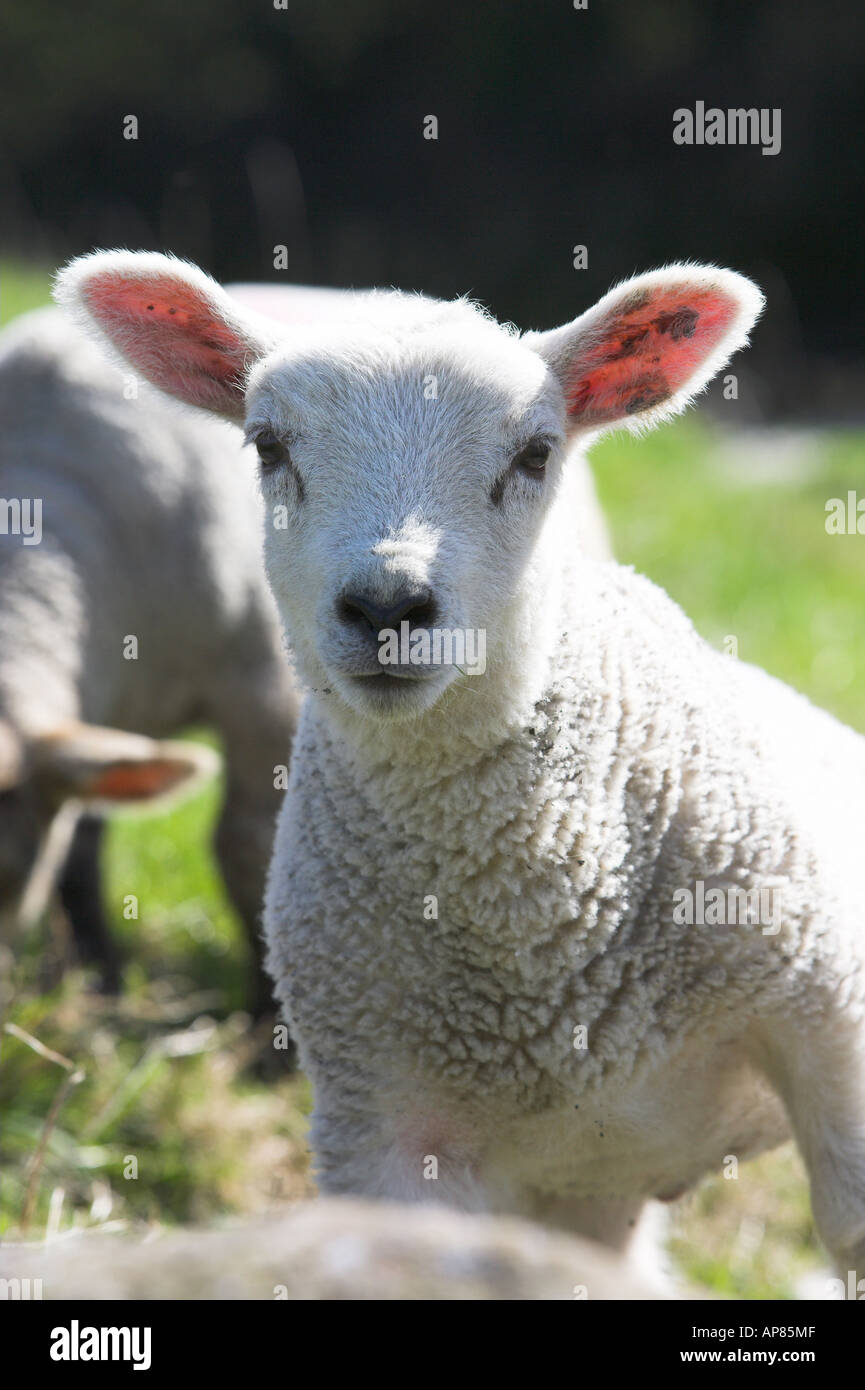 Kleines Maultierlammchen im Frühling, lange Ohren gestochen, neugierig beobachten (Vorderansicht Nahaufnahme, adultes Schaf hinter, Weide) - Yorkshire, England, Großbritannien. Stockfoto