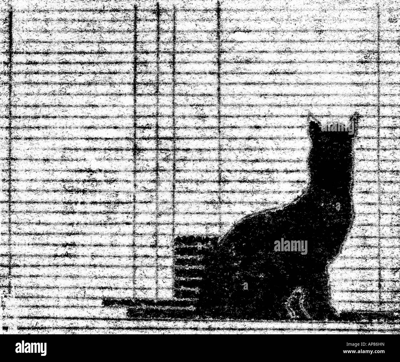 Katze Fenster Schatten zeichnen print Form pet Kitty Abbildung nach Hause Familie Stockfoto