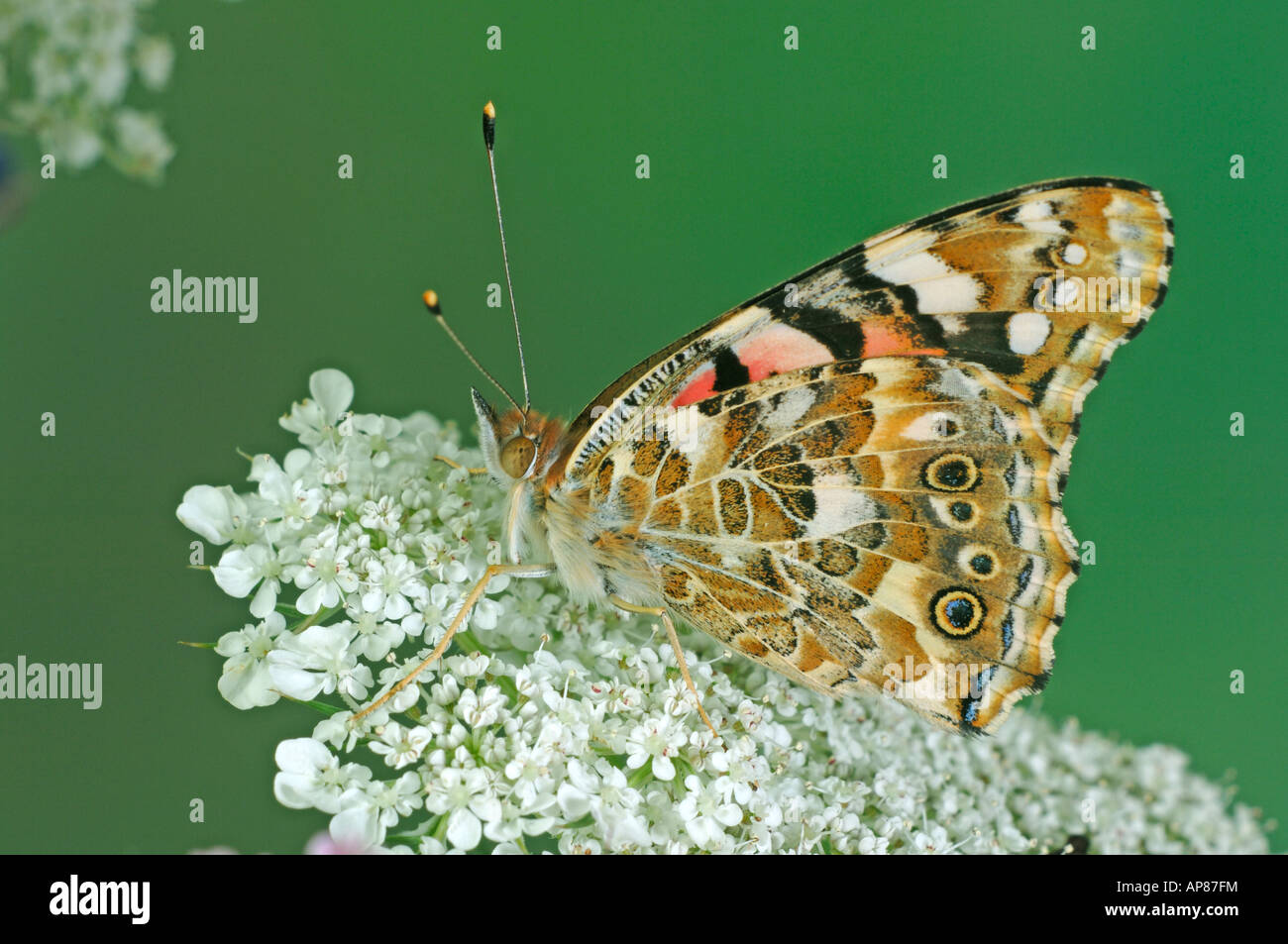 Distelfalter, Distel Schmetterling (Vanessa Cardui, Cynthia Cardui) auf Blume Stockfoto