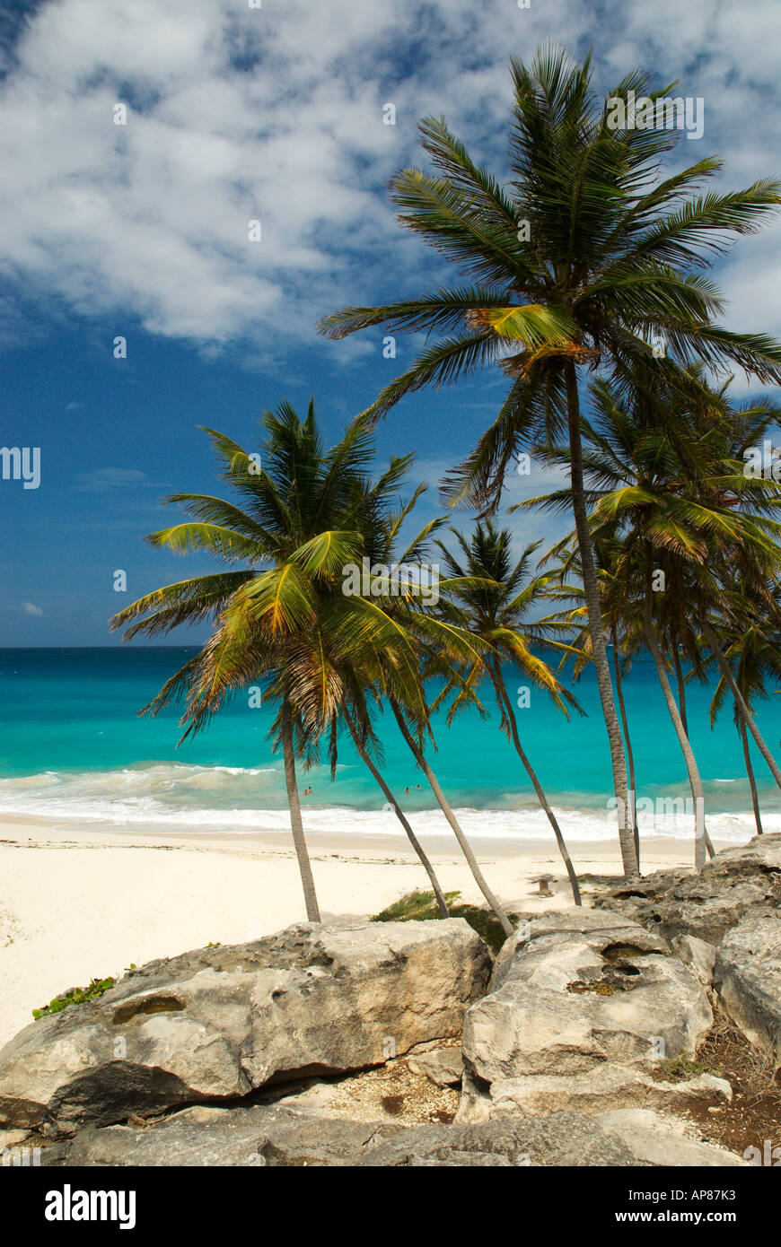 Palmen im unteren Bay in St Philip South East Coast Barbados WI Stockfoto