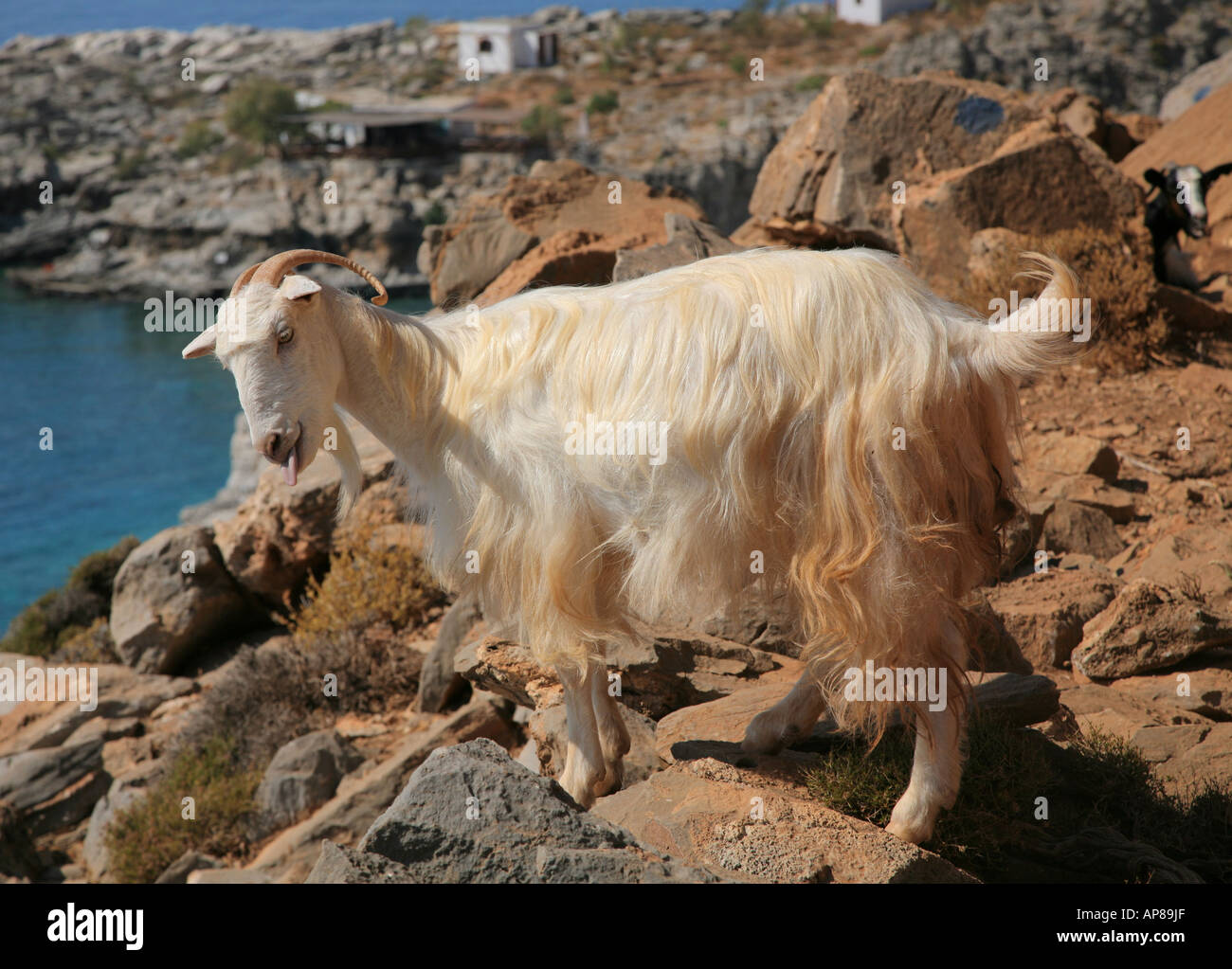 Weiße Ziege seine Zunge Südküste von Kreta Stockfoto