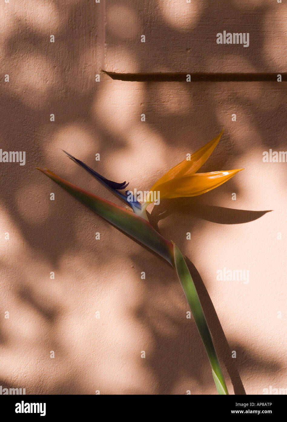 Paradiesvogel Blume gegen Terrakotta Wand-gefleckte Sonnenlicht Stockfoto