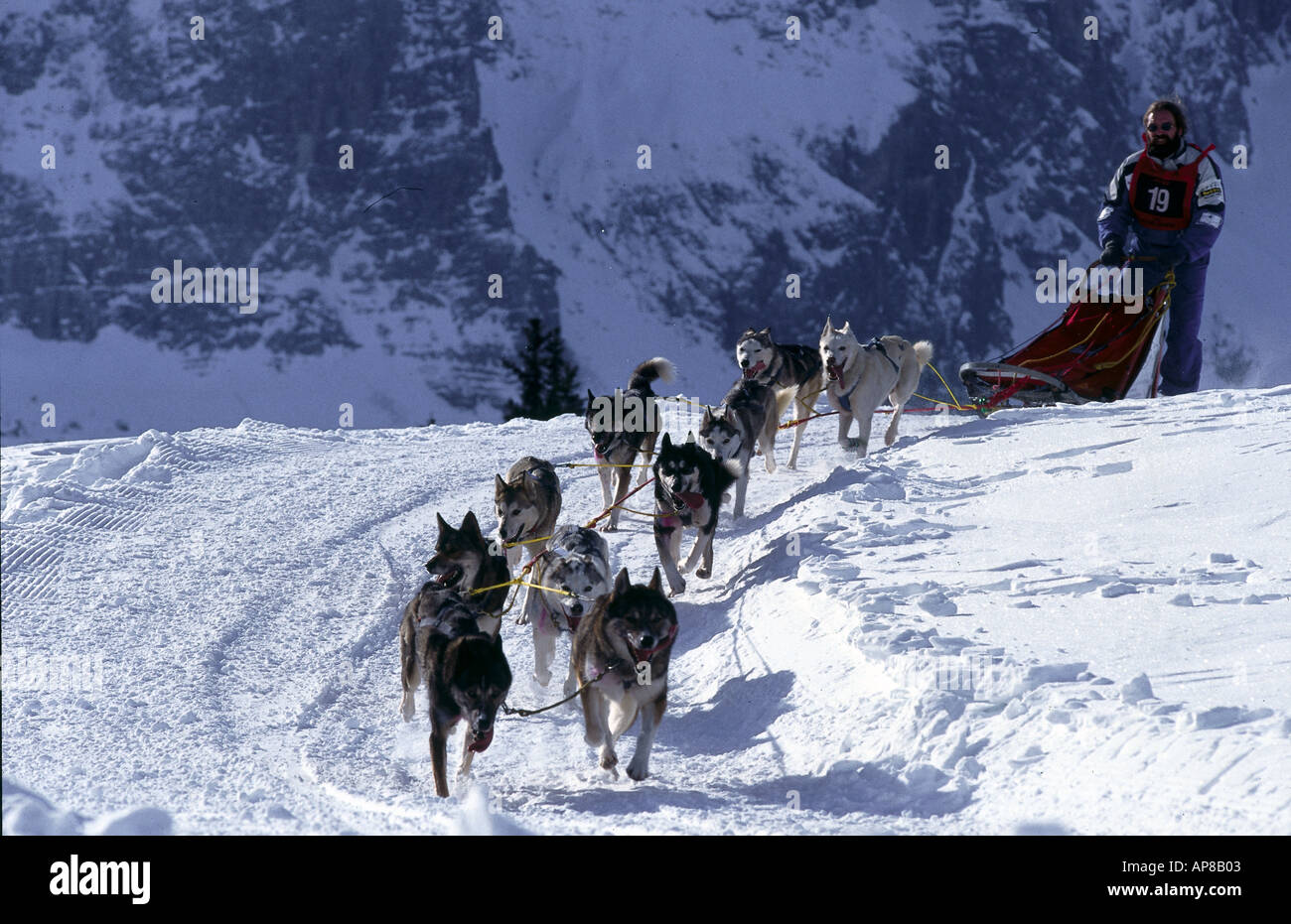 Person von Husky auf Schlitten gezogen Stockfoto