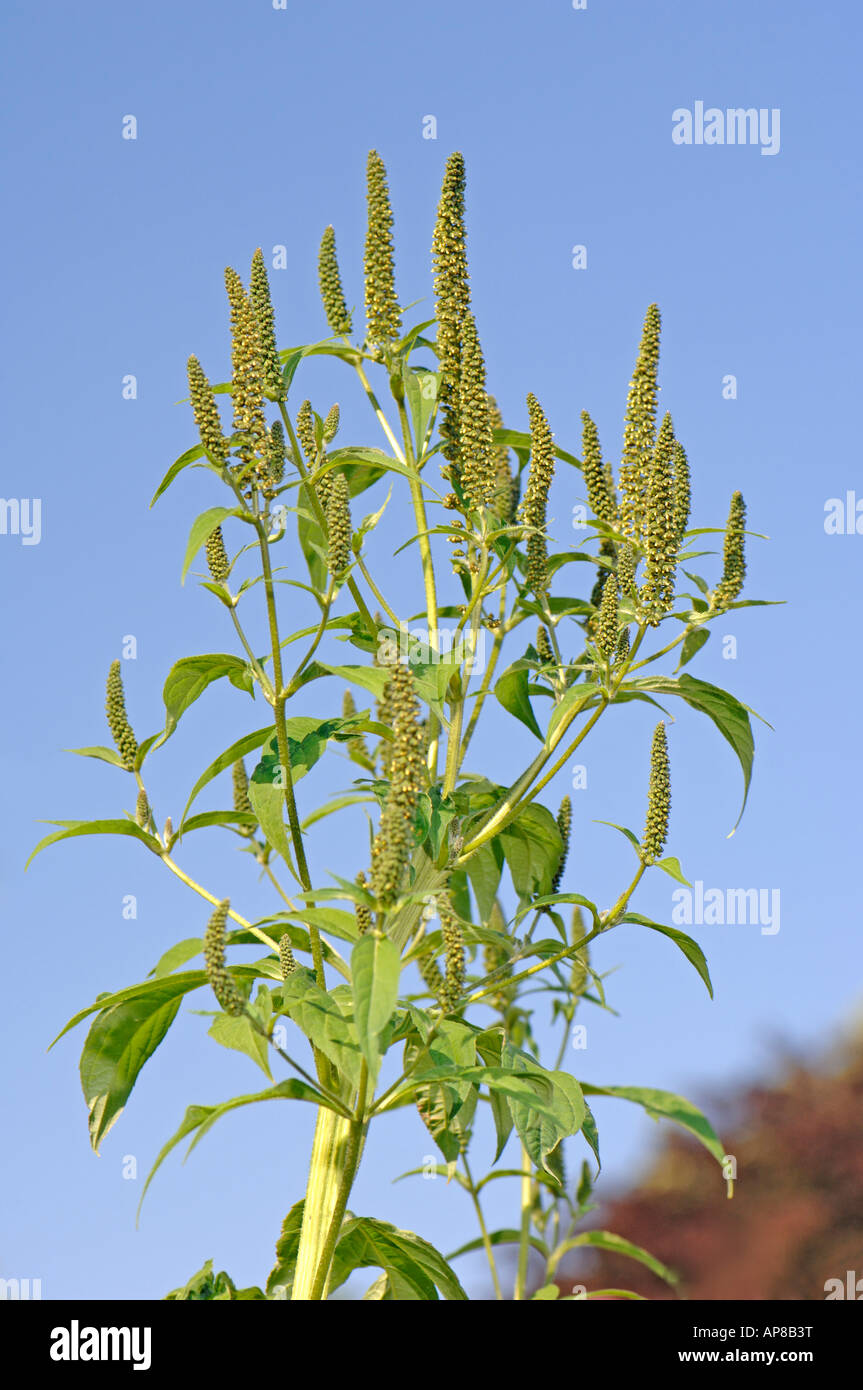 Giant Ragweed (Ambrosia Trifida), Blüte Stockfoto