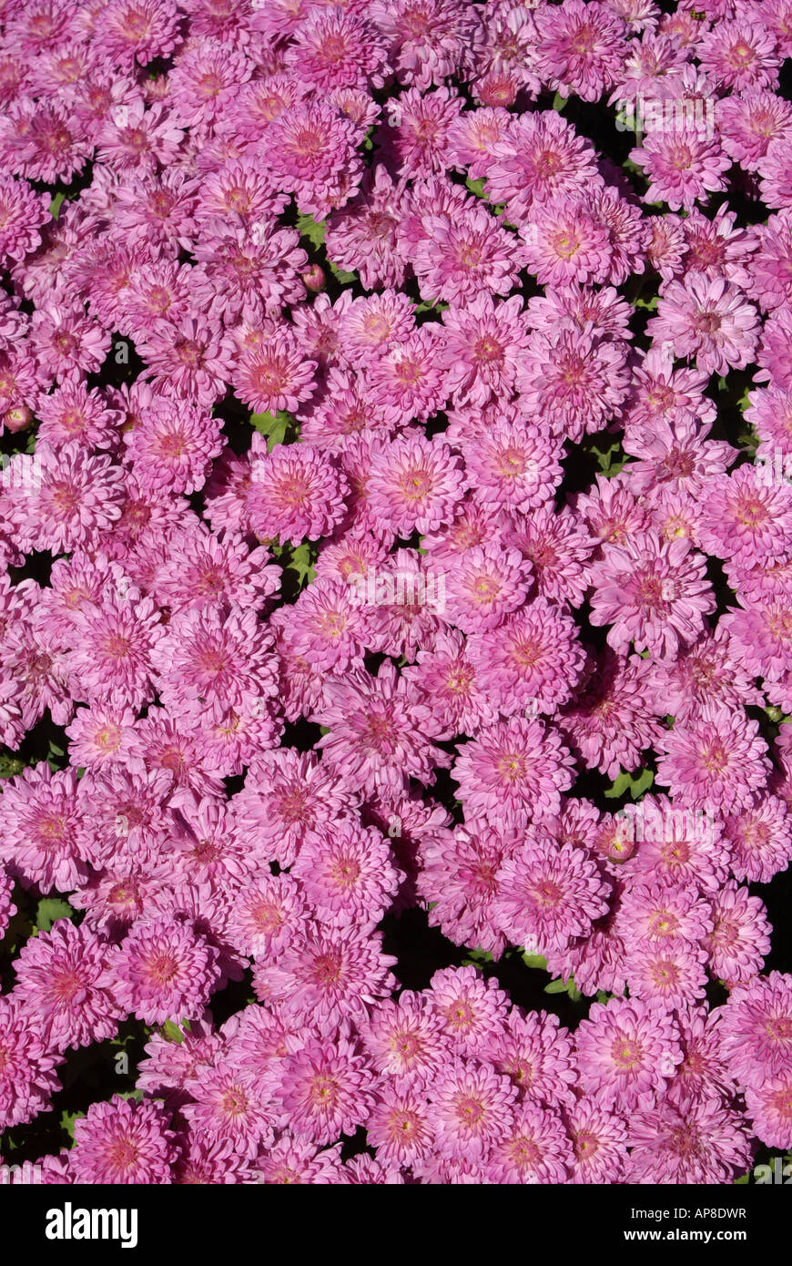Chrysantheme Stockfoto