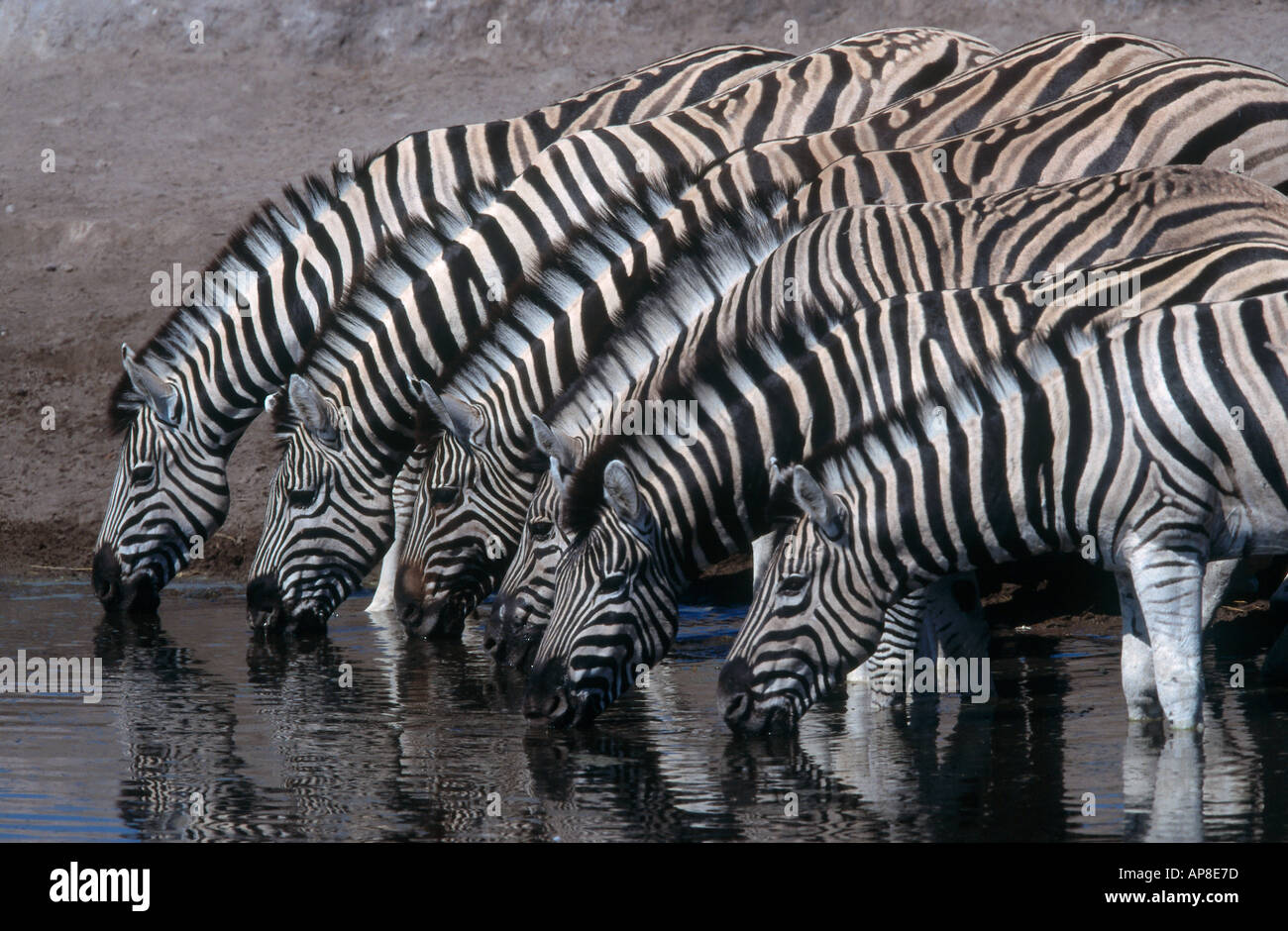 Herde Zebras Trinkwasser aus Wasserloch Stockfoto