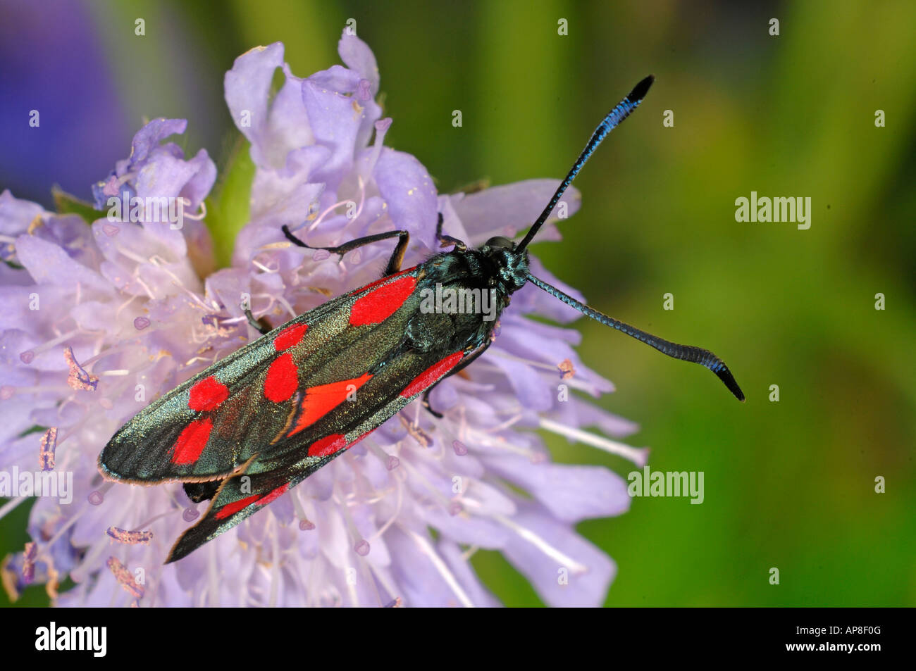 Sechs spot Burnet (Zygaena Filipendulae Anthrocera Filipendulae) auf Feld Witwenblume (Knautia sp.) Stockfoto