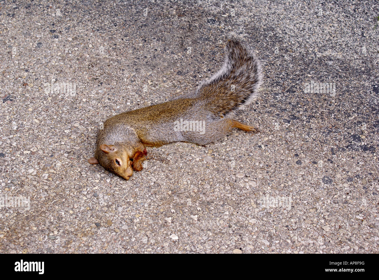 Tote Eichhörnchen Stockfoto