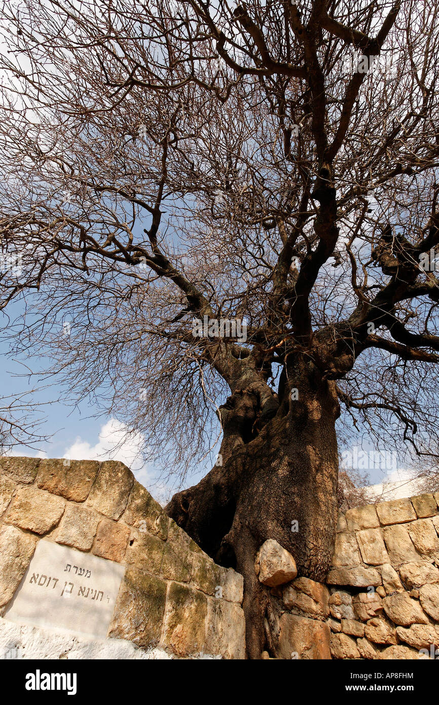 Israel der unteren Galiläa atlantische Pistazie Baum am Grab von Hanina Ben Dosa in Arabe Stockfoto