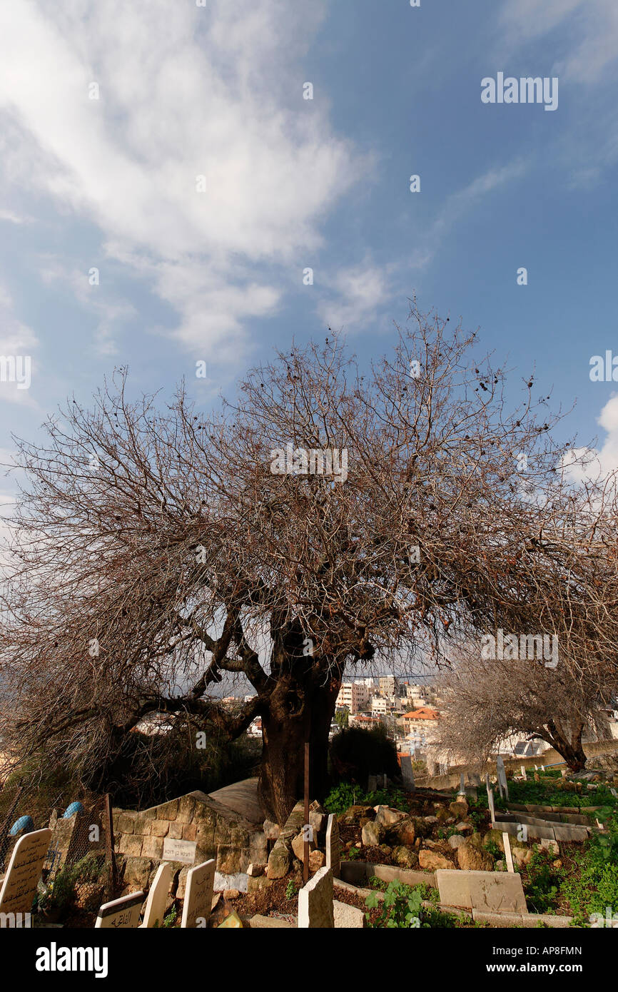 Israel der unteren Galiläa atlantische Pistazie Baum Arabe Stockfoto