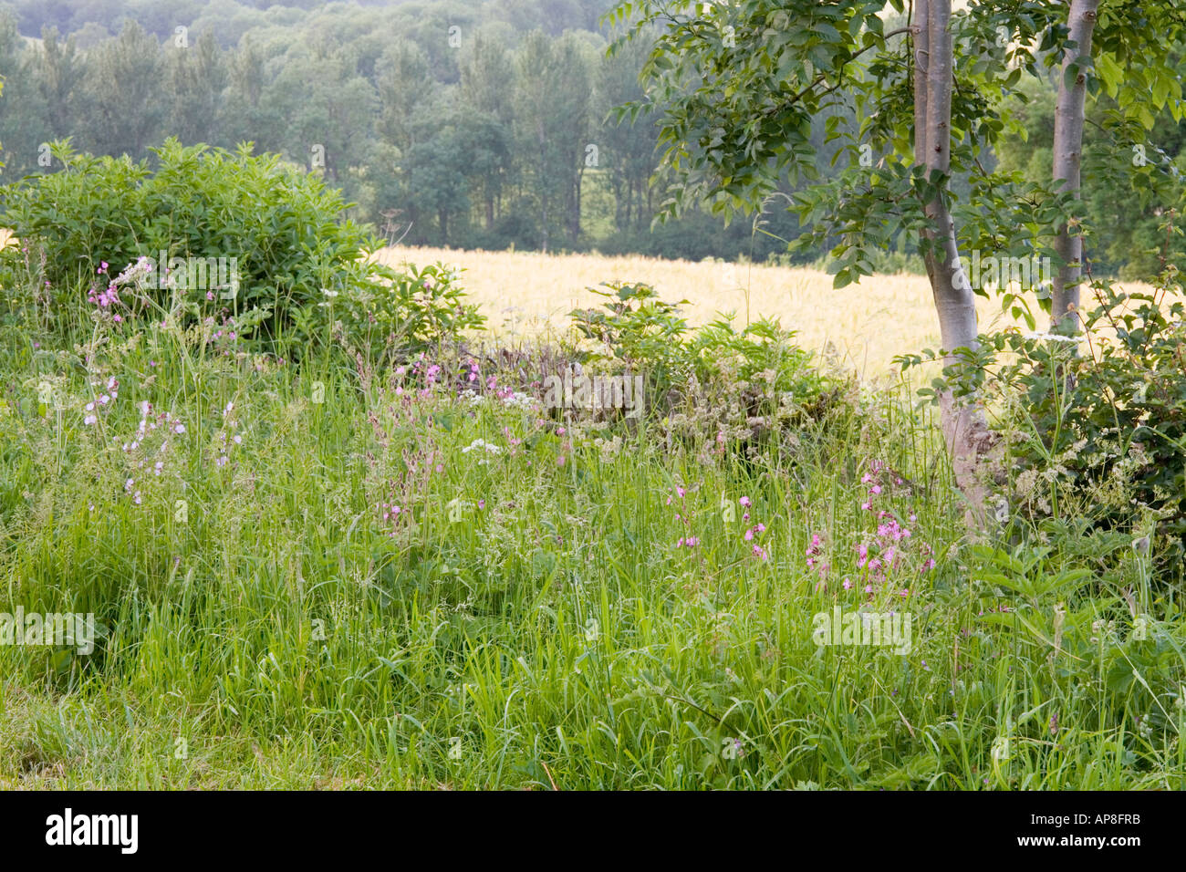 Wildblumen in einem Cotswold Grenzen in der Nähe von Guiting Power, Gloucestershire Stockfoto