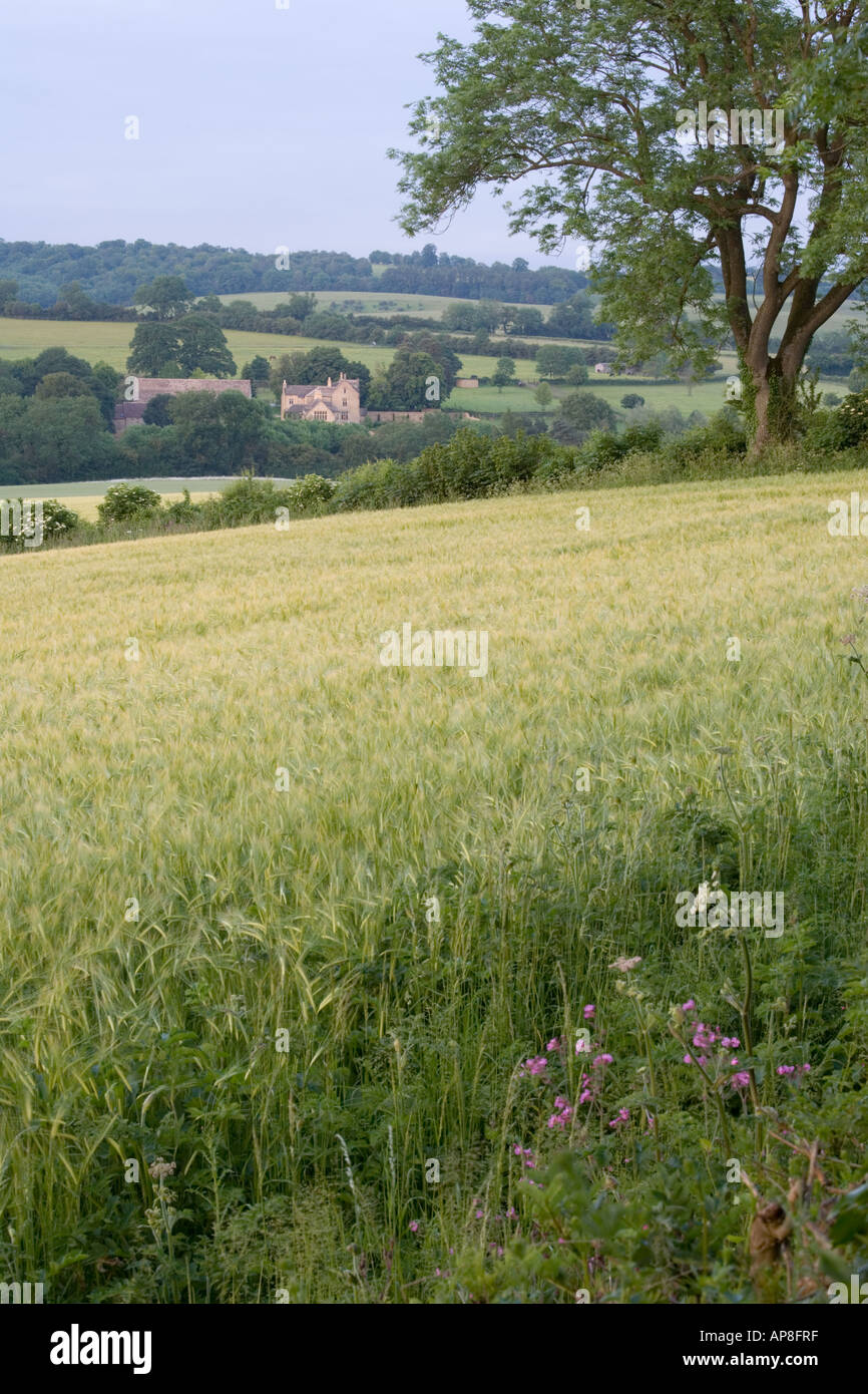 Am späten Abend Sonnenlicht fällt auf das Cotswold Gehöft der Castlett Farm in der Nähe von Guiting Power, Gloucestershire Stockfoto