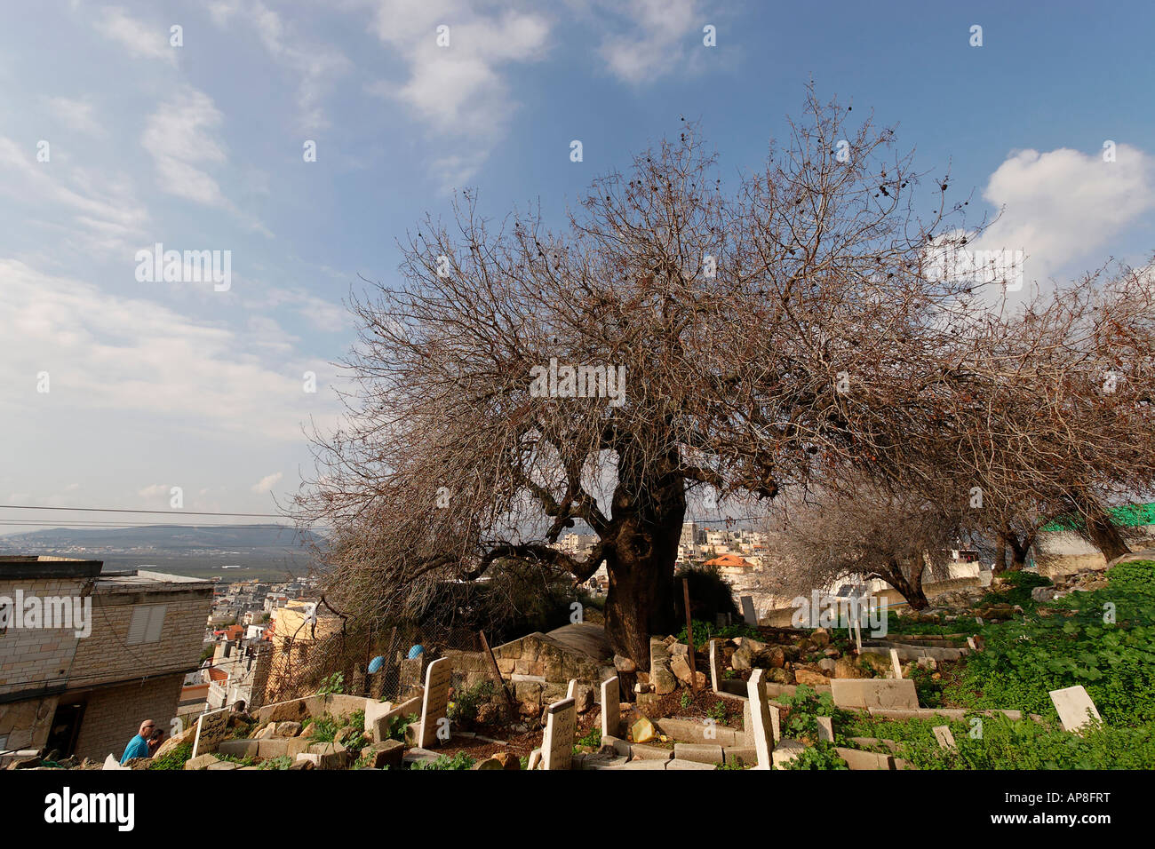 Israel der unteren Galiläa atlantische Pistazie Baum Arabe Stockfoto
