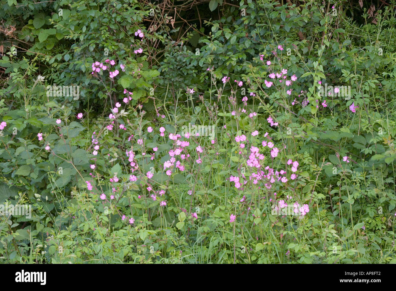 Wildblumen in einem Cotswold Grenzen in der Nähe von Guiting Power, Gloucestershire Stockfoto