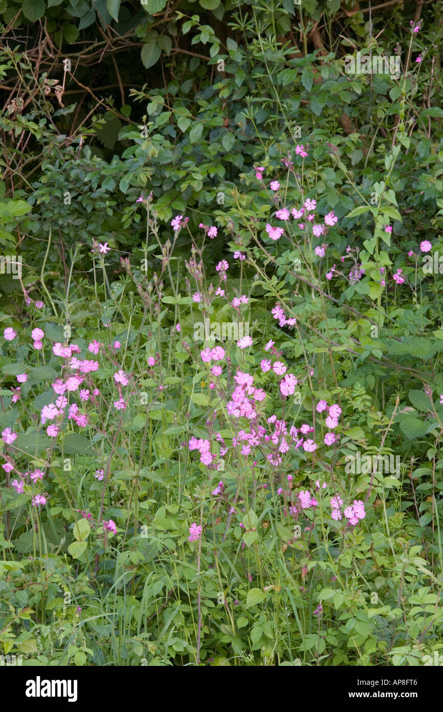 Wildblumen in einem Cotswold Grenzen in der Nähe von Guiting Power, Gloucestershire Stockfoto