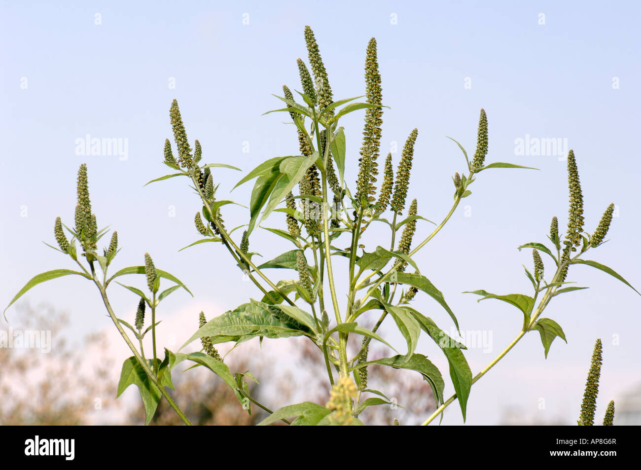 Giant Ragweed (Ambrosia Trifida), Blüte Stockfoto