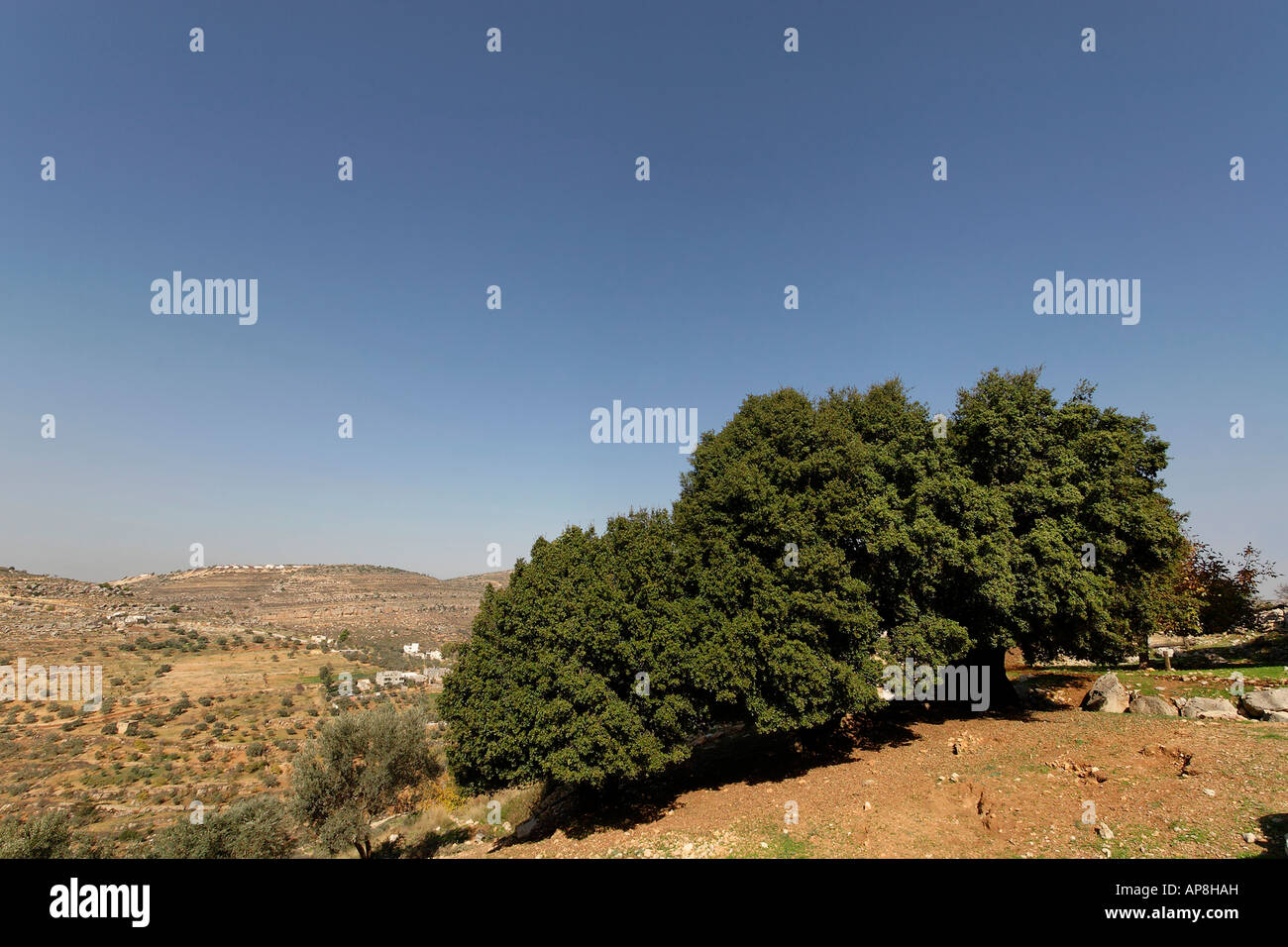 Judäa Kermes Eiche Quercus Calliprinos in Ein Kinia Stockfoto