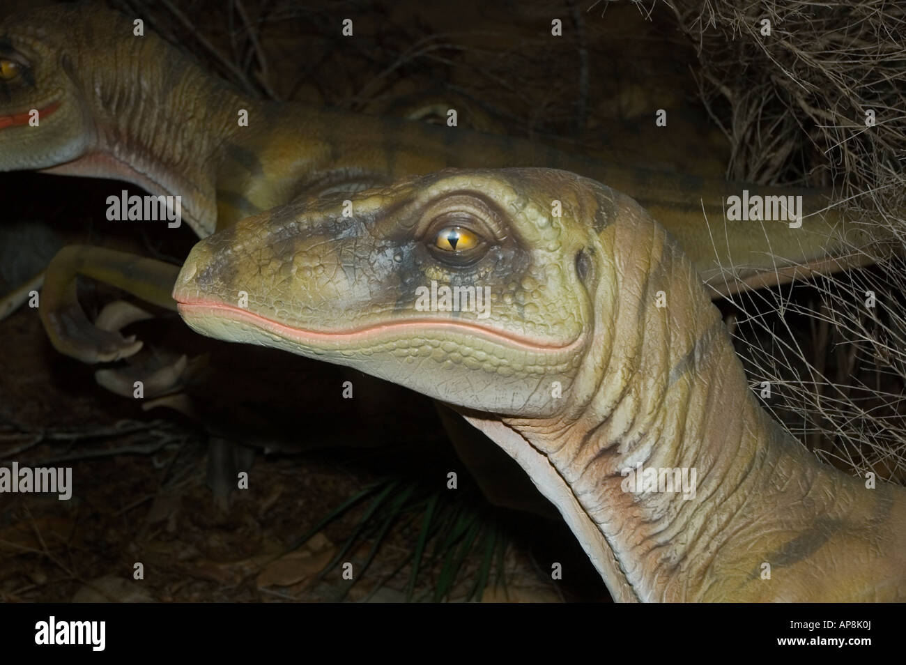 Velociraptor 83 bis 70 Millionen Jahre vor späten Kreidezeit Stockfoto