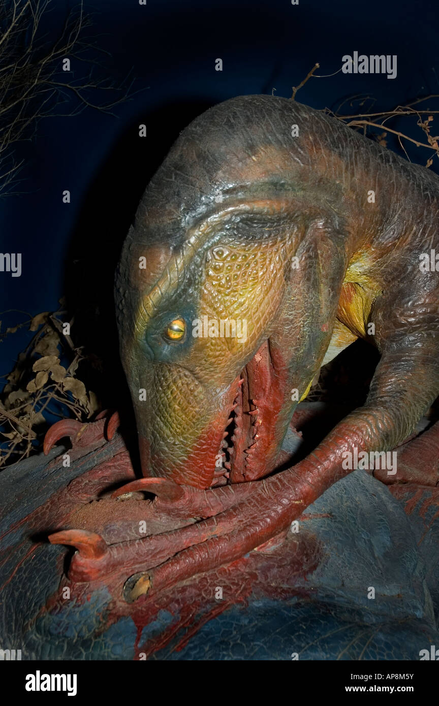 Velociraptor Fütterung 83 bis 70 Millionen Jahre vor späten Kreidezeit Stockfoto