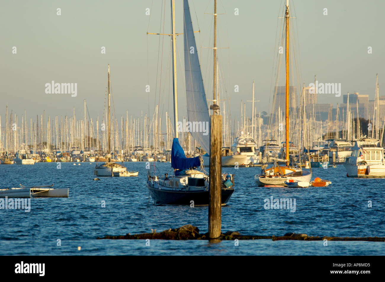 Viele Boote, Segeln und günstig in der Bucht von San Francisco Hafen an einem sonnigen Tag Stockfoto
