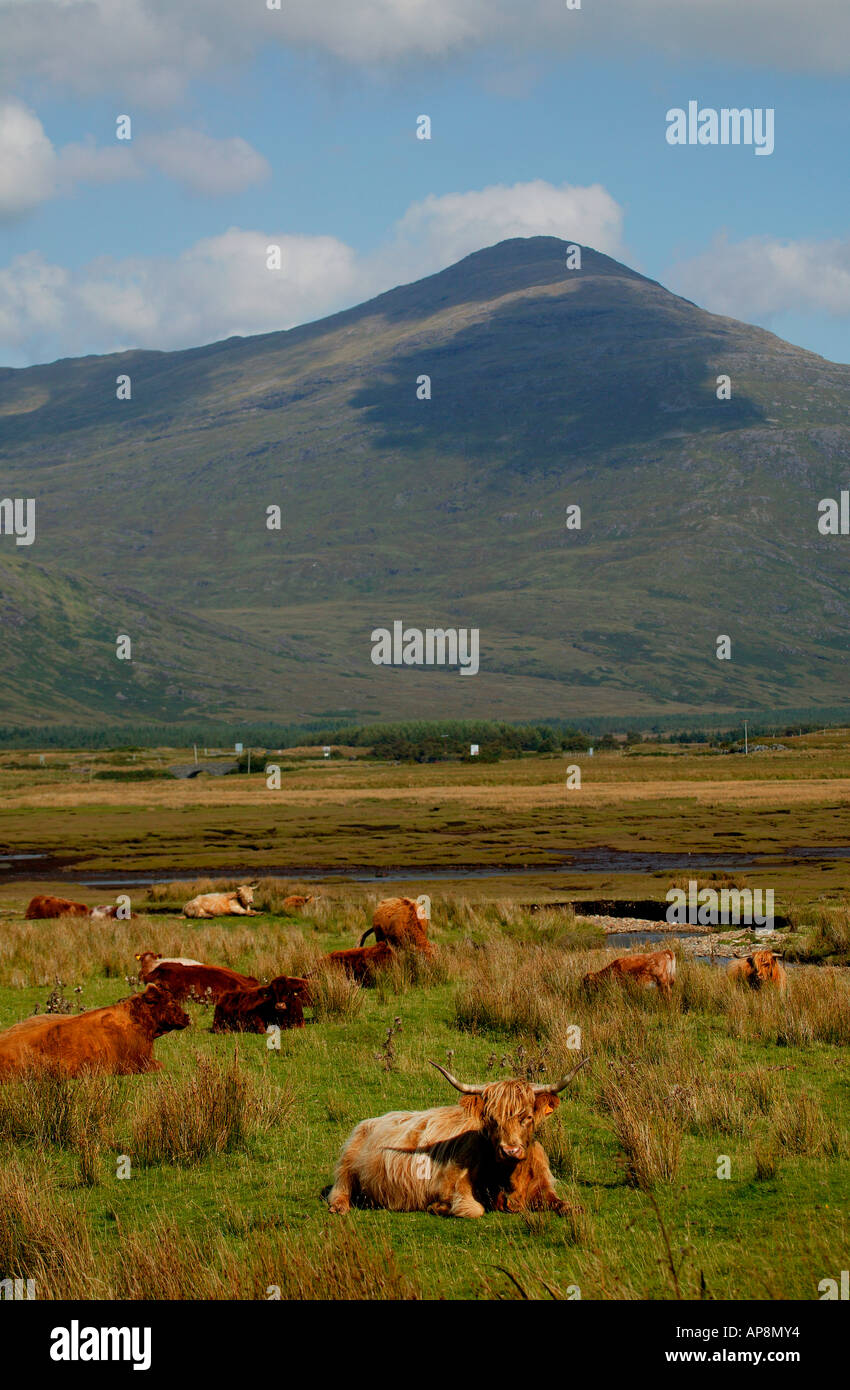 Hochlandrinder mit Ben More im Hintergrund, Isle of Mull, Schottland Stockfoto