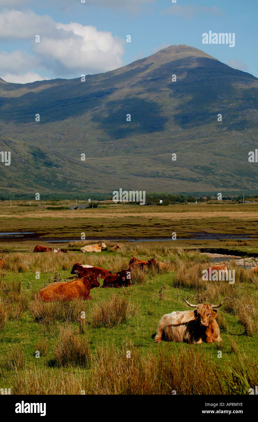 Hochlandrinder mit Ben More im Hintergrund, Isle of Mull, Schottland Stockfoto