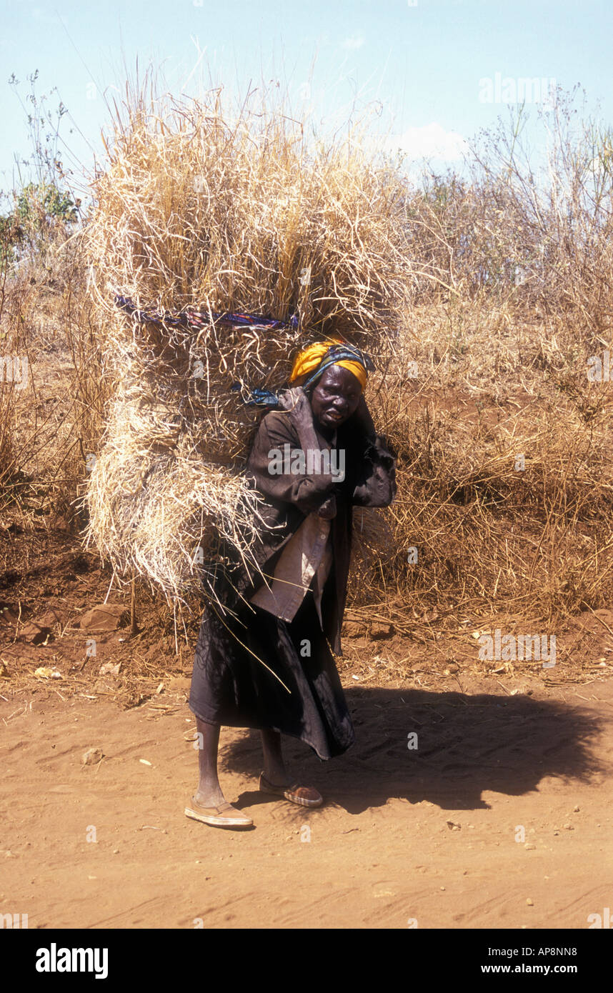 Meru Frau mit Kopfband, tragen ein riesiges Bündel Heu für Vieh Meru Distrikt in Kenia Stockfoto