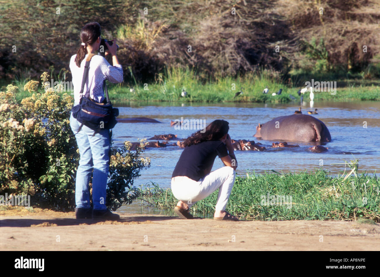 Touristen fotografieren eine Herde von Hippo im Lake Manyara Nationalpark Tansania Stockfoto