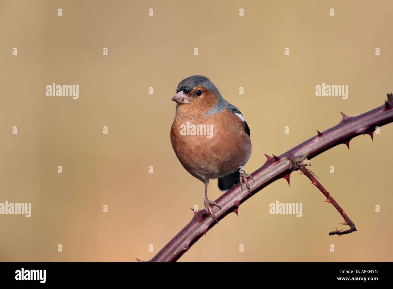 Buchfink Fringilla Coelebs thront aussehende alert Potton Bedfordshire Stockfoto