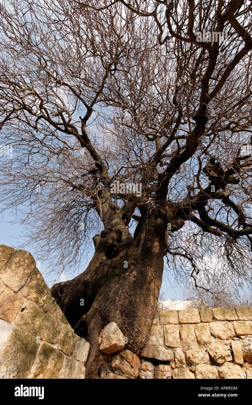Israel der unteren Galiläa atlantische Pistazie Baum am Grab von Hanina Ben Dosa in Arabe Stockfoto