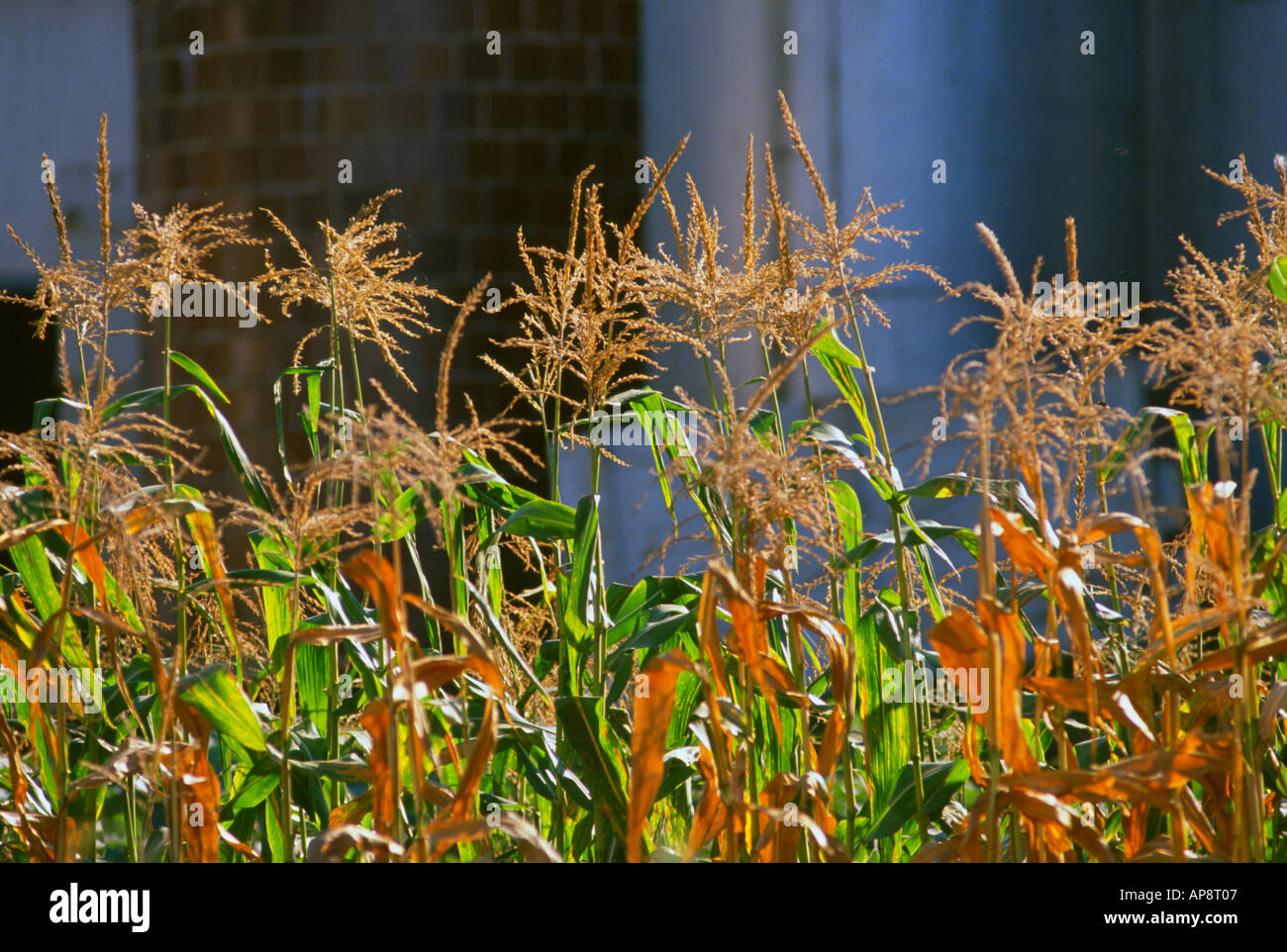 Tasseled Zuckermais auf Gartengrundstück neben Wirtschaftsgebäuden im Herbst in der Nähe von Lancaster Pennsylvania USA Stockfoto