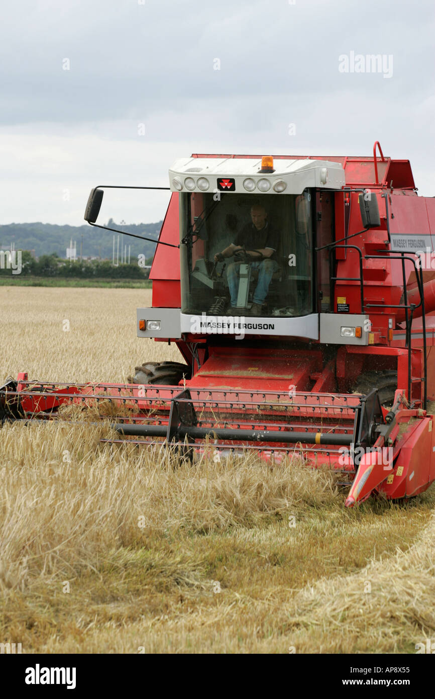 Massey Ferguson rot Mähdrescher in Weizen Feld Newtownards Grafschaft, Nord-Irland Stockfoto