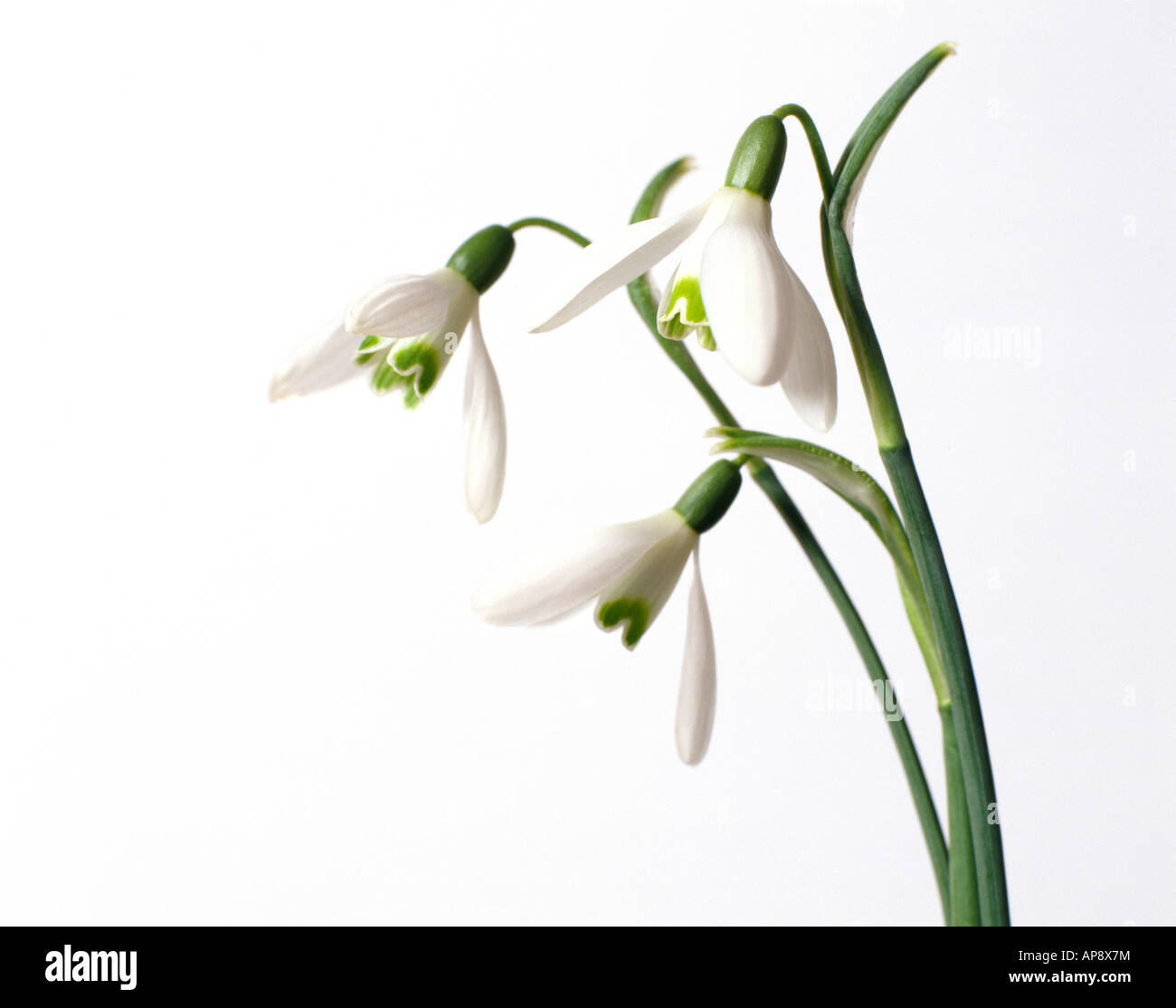 Schneeglöckchen (Galanthus Nivalis) vor weißem Hintergrund Stockfoto Schneeglöckchen (Galanthus Nivalis) vor weißem Hintergrund Stockfoto